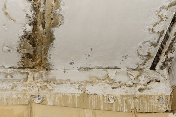 Best Industrial Mold Remediation  in Waterloo, IA
