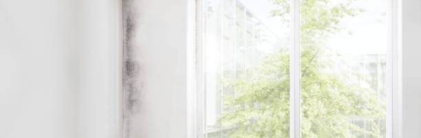 Best Mold-Related Health Consultation  in Waterloo, IA