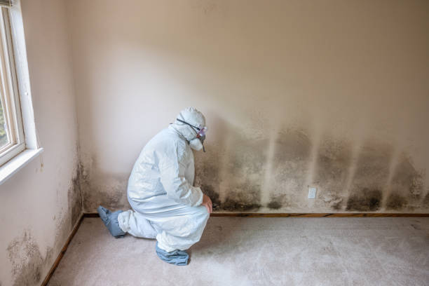 Best Mold Removal for HVAC Installations  in Waterloo, IA