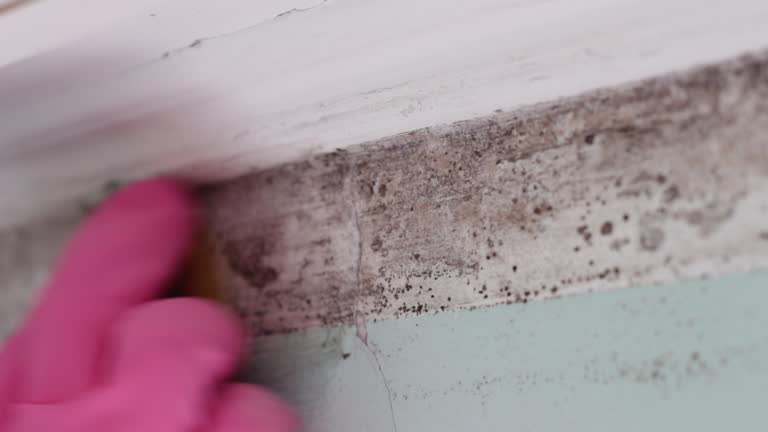 Best Comprehensive Air Testing for Mold Contaminants  in Waterloo, IA